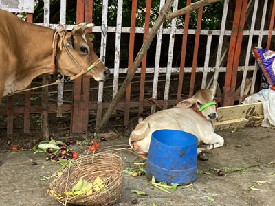 Sacred cows (literally) all over the place